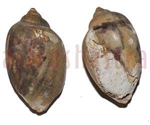 Heera Shankh 0245 32